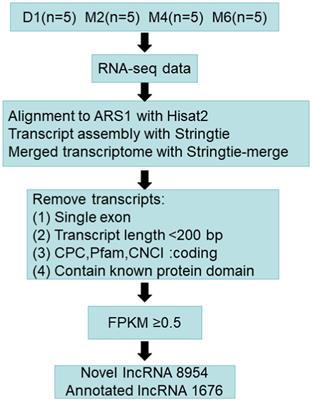 Transcriptome analysis revealed the characteristics and functions of long non-coding RNAs in the hypothalamus during sexual maturation in goats